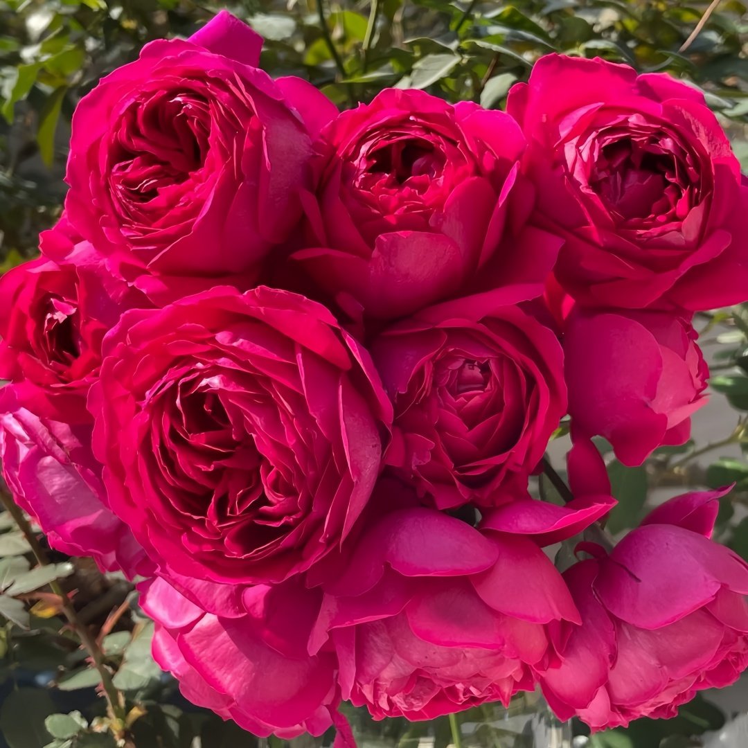 Deep impression Rose Plant|惊鸿 image 0