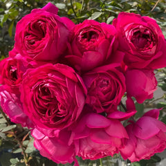 Deep impression Rose Plant|惊鸿 image 0