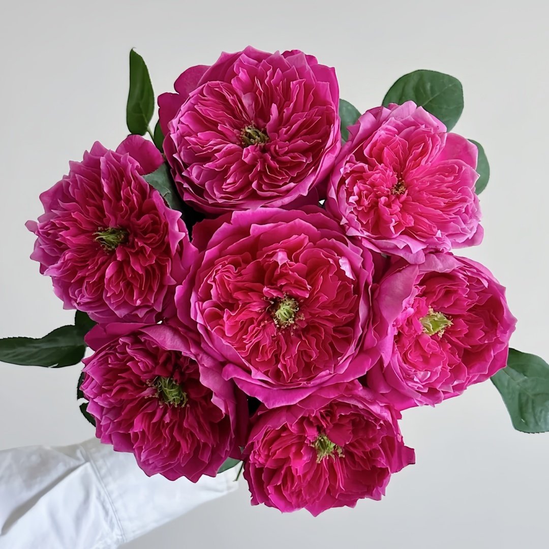 Accademia Rose Plant｜阿卡德米亚 image 9