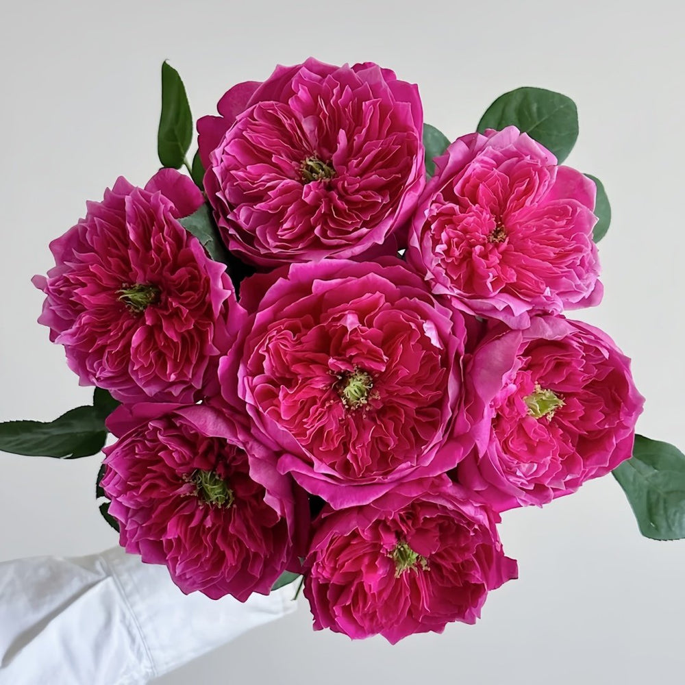 Accademia Rose Plant｜阿卡德米亚 image 9