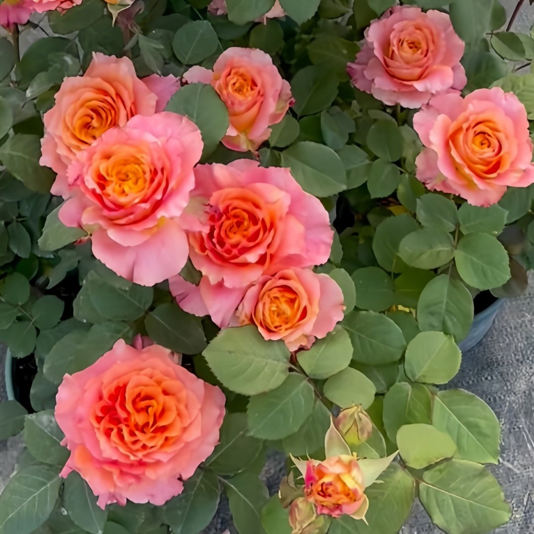 Free Spirit Rose Plant ｜自由精灵 image 7
