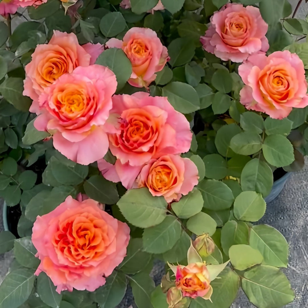 Free Spirit Rose Plant ｜自由精灵 image 7