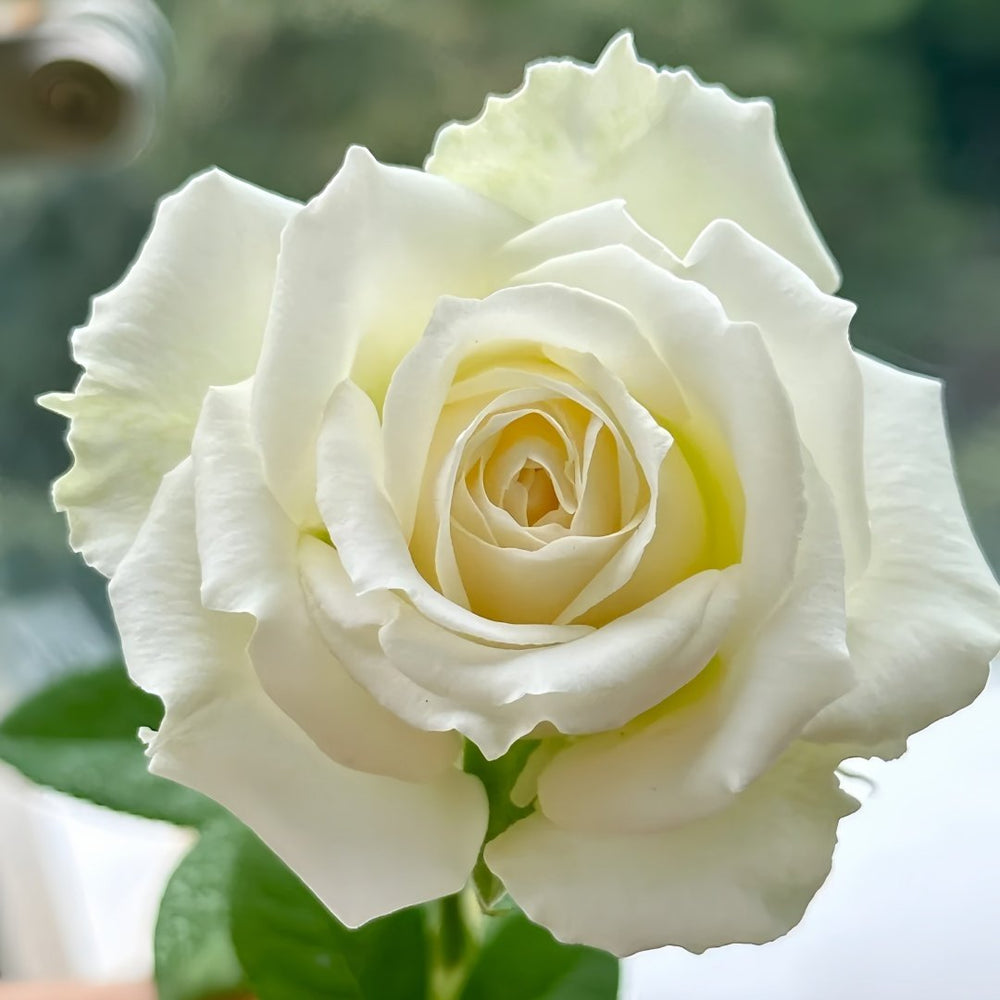 Tineke Rose Plant｜坦尼克 image 3