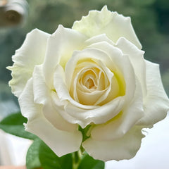 Tineke Rose Plant｜坦尼克 image 3
