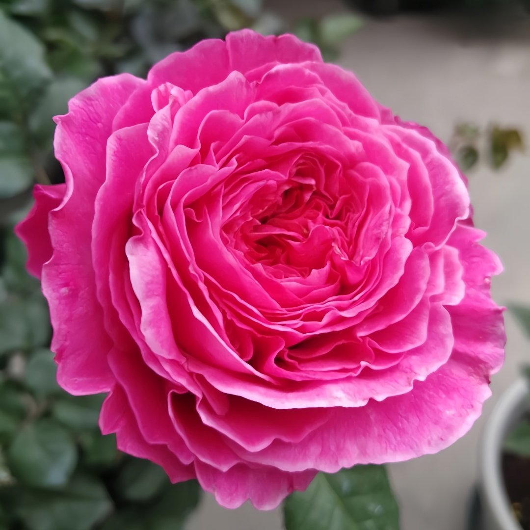 Abdiel Rose Plant｜神仆天使 image 5