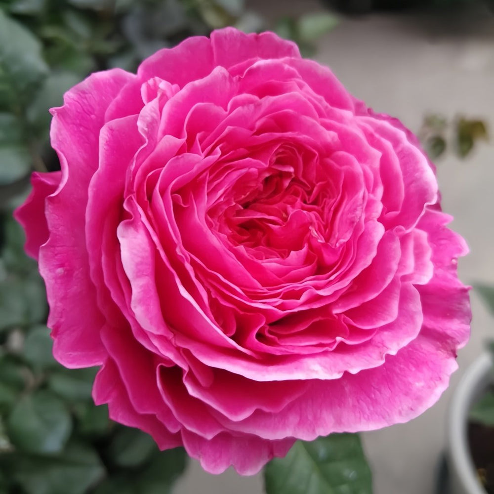 Abdiel Rose Plant｜神仆天使 image 5