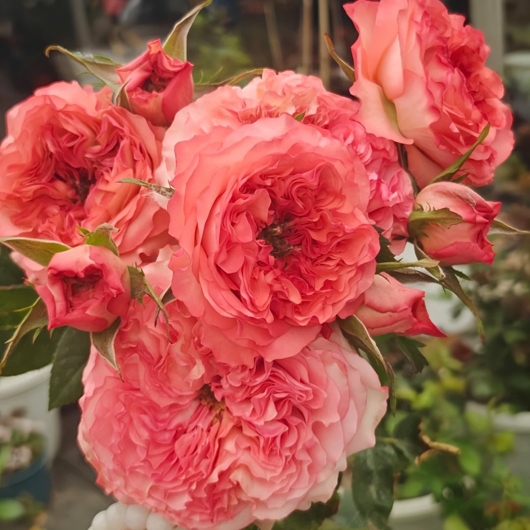 Red Coral Rose Plant｜红珊瑚 image 8