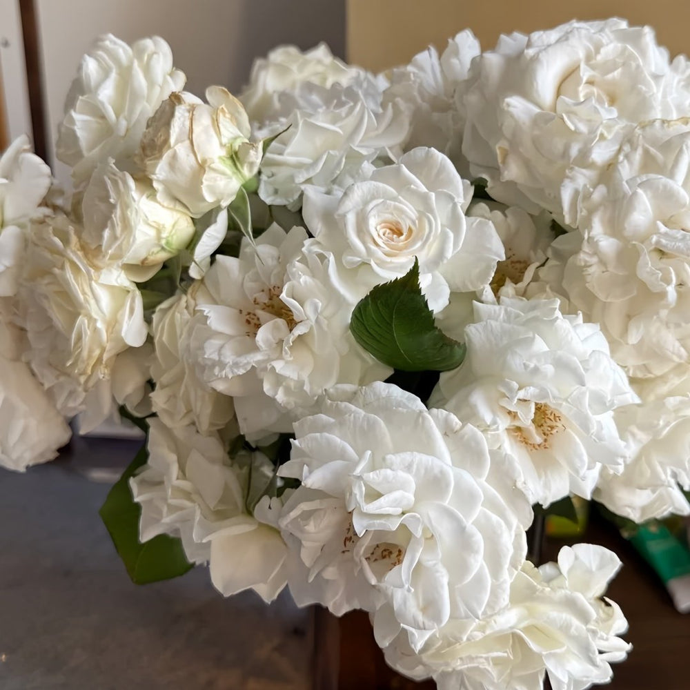 Annapurna Rose Plant|冰峰 image 8
