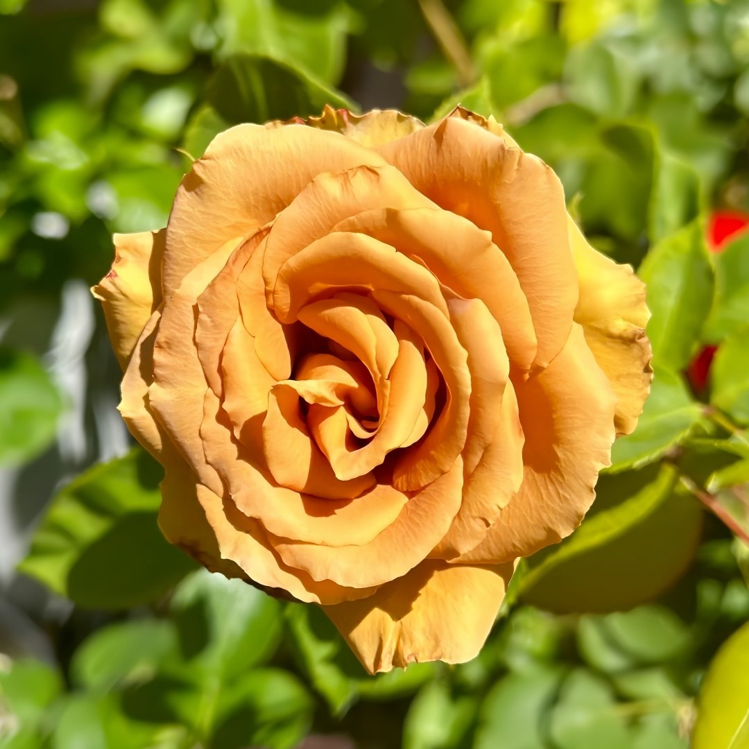 Toffee Rose Plant ｜太妃糖 image 3