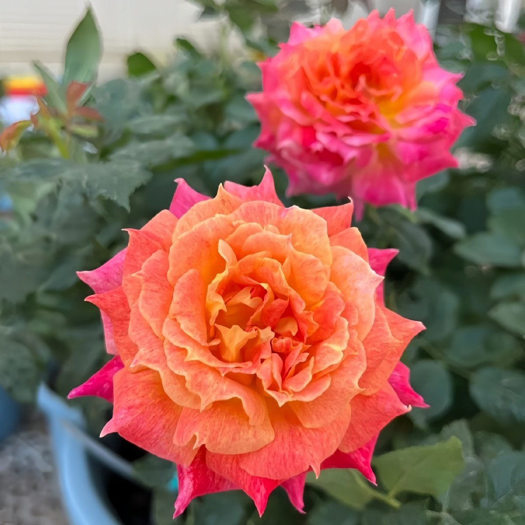 Chaleur Rose Plant｜温暖 image 8