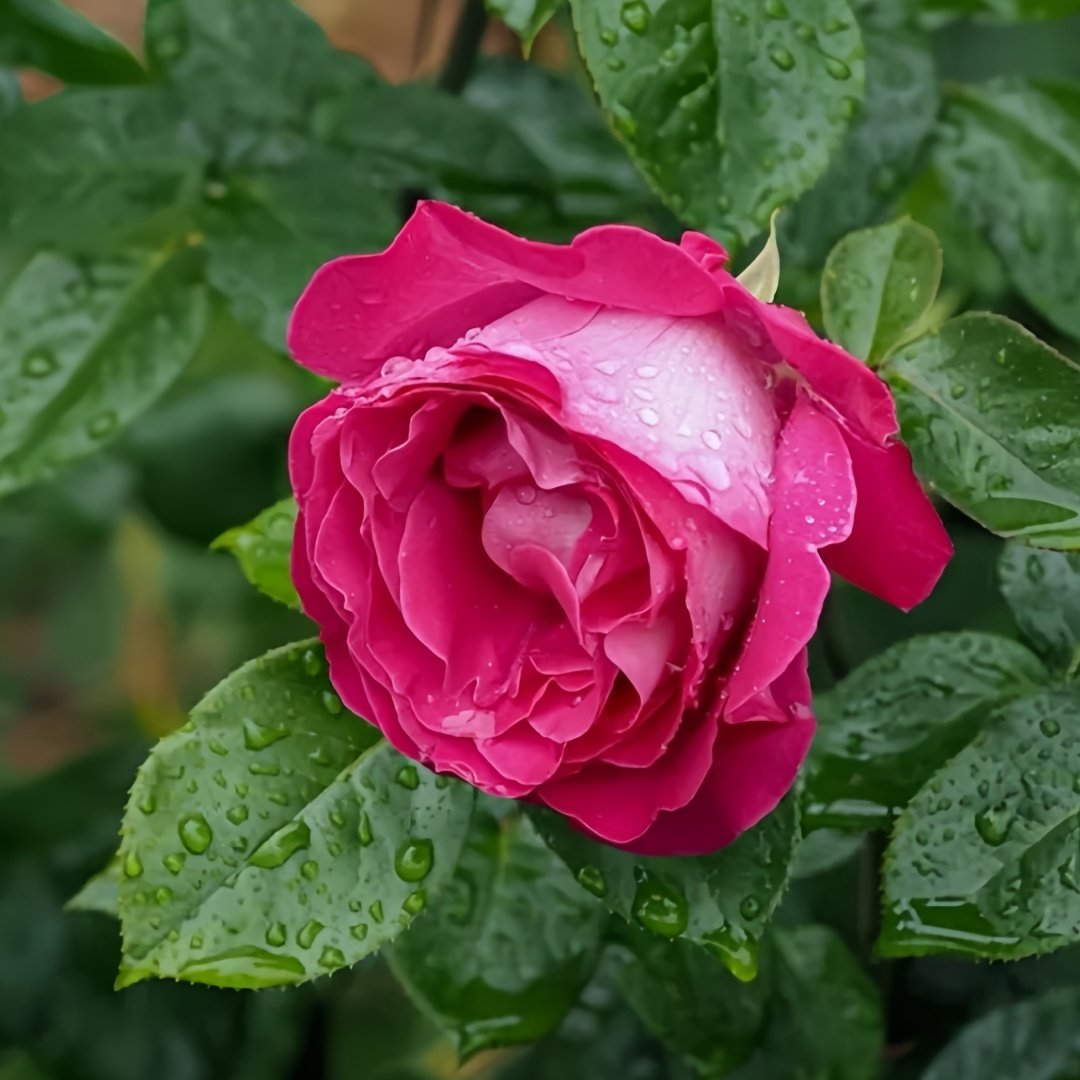 Lolita Lempicka Rose Plant|洛丽塔 image 4