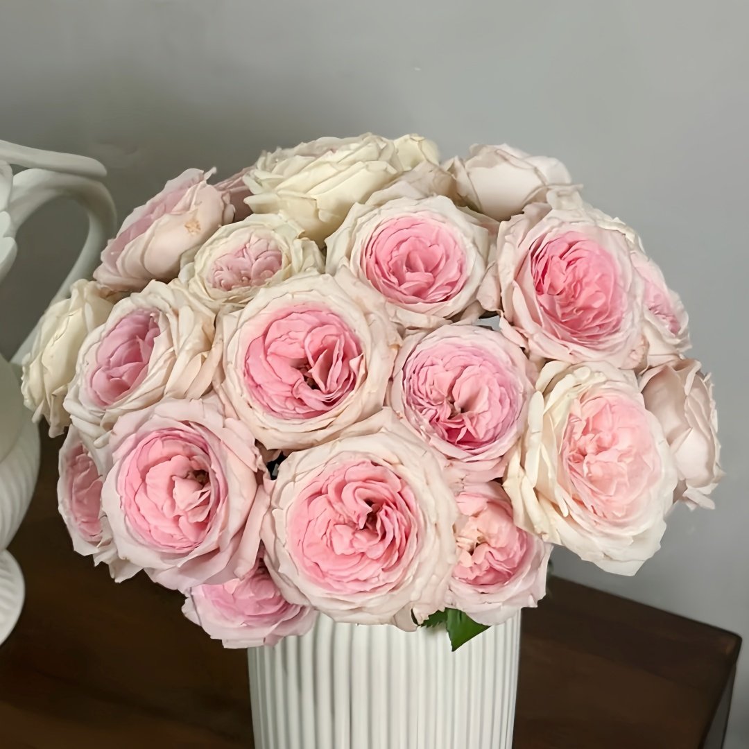 Bella Linda Kiss Rose Plant｜亲吻琳达 image 8