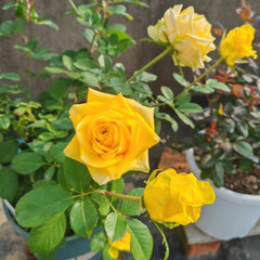 Moonwalk Rose Plant｜月光漫步 image 2