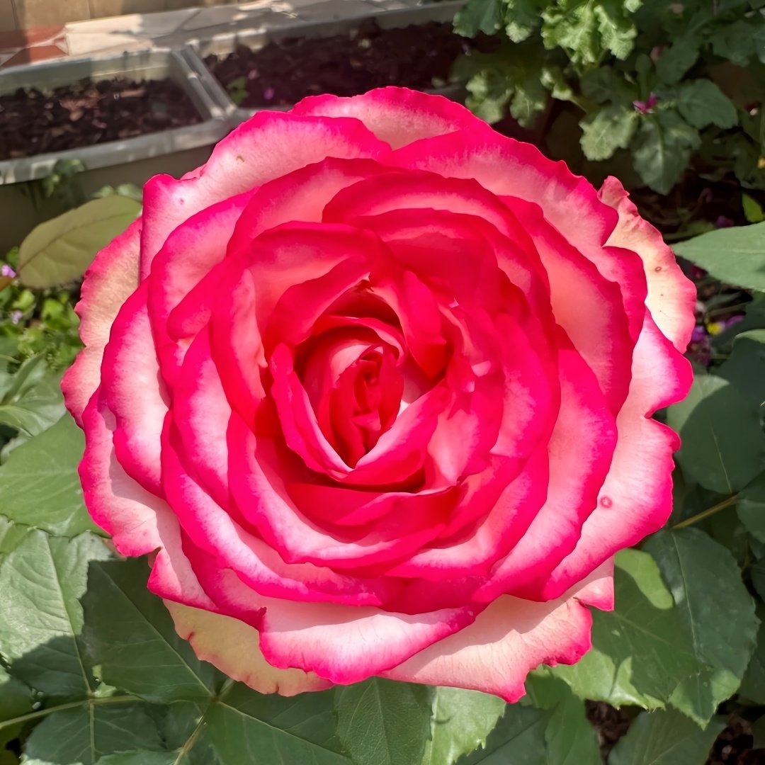 Monroe/Colour Shell Rose Plant｜梦露/彩色贝壳 image 1