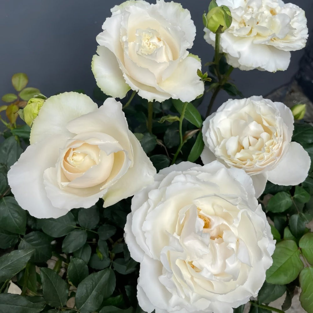 Blanche Neige Rose Plant｜伊芙白雪公主 image 7
