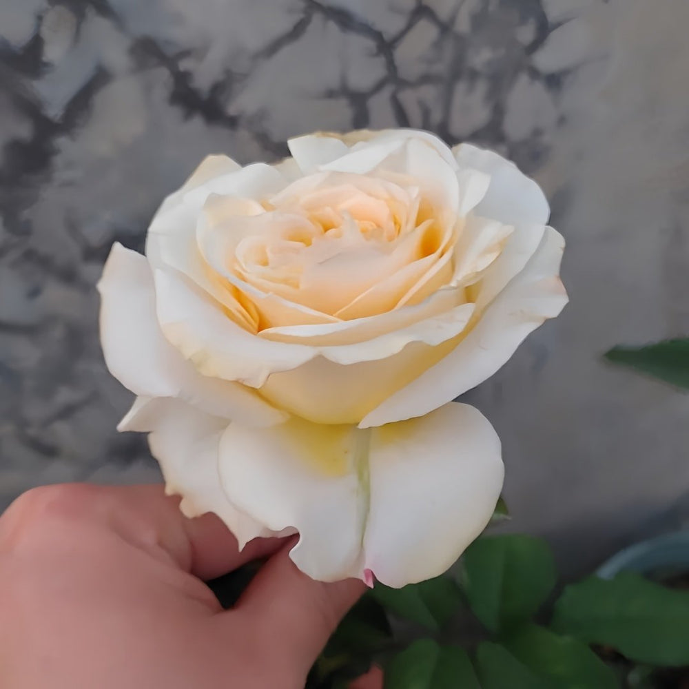 Creamy Reeva Rose Plant｜奶油丽娃 image 2