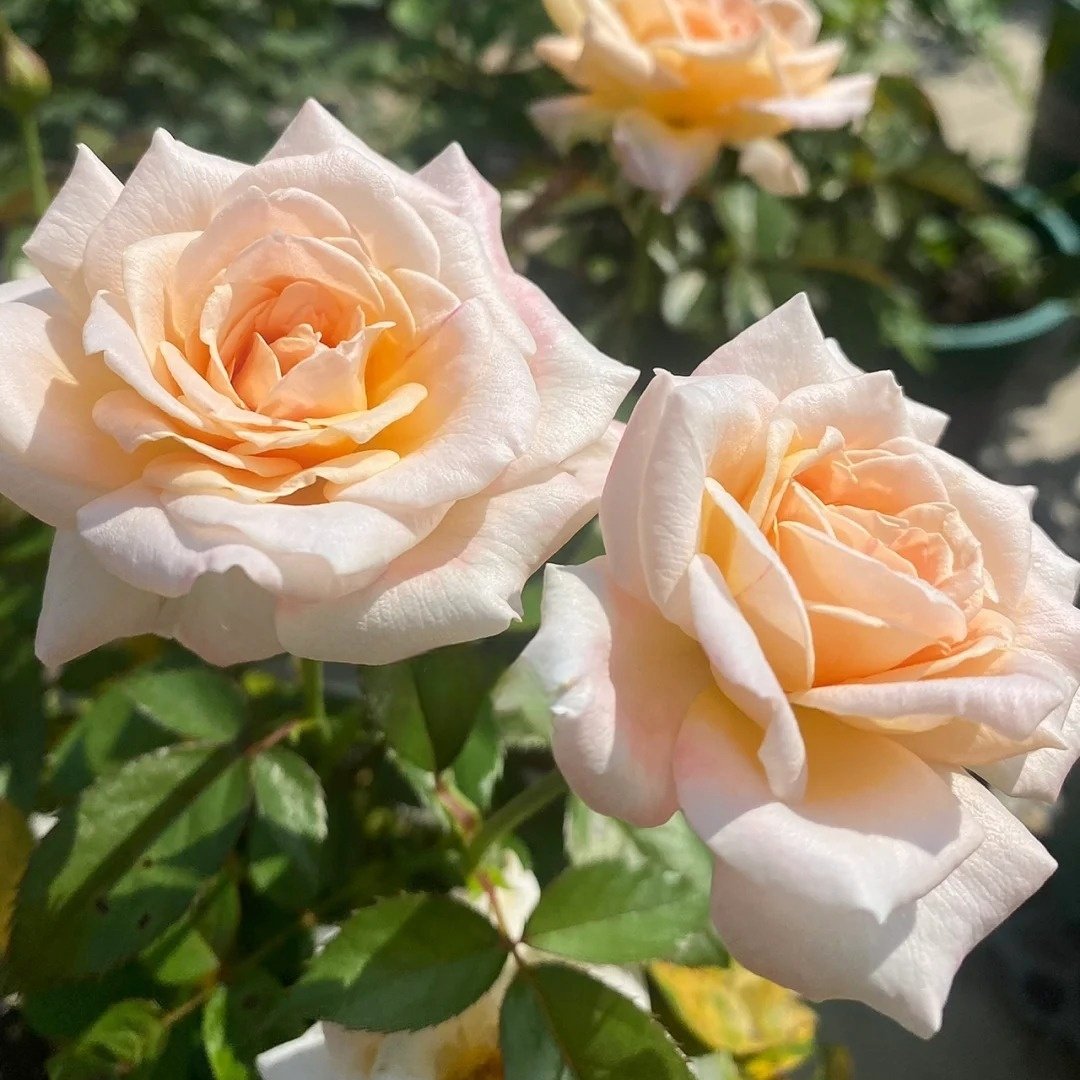 Grossherzogin Luise Rose Plant|大公夫人 image 8