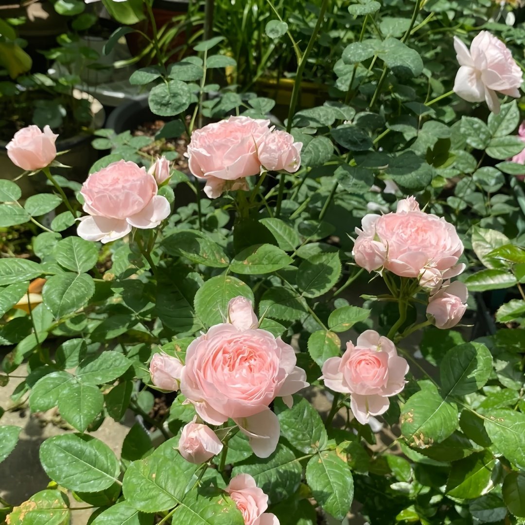 Yuzhi Rose Plant|玉脂 image 7