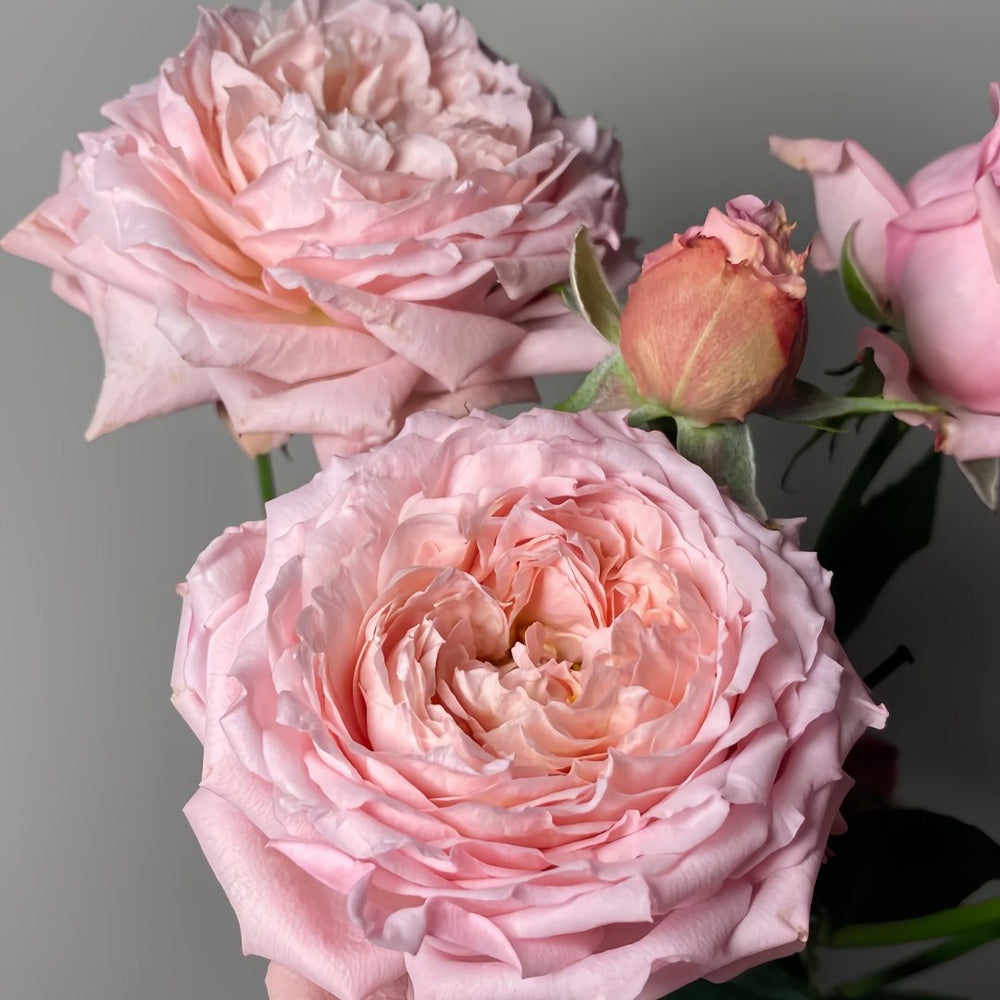 Julietta Rose Plant|朱莉叶塔 image 6