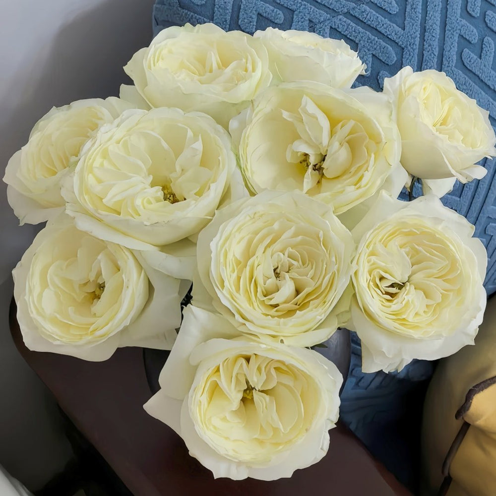 Coldplay Rose Plant|酷玩 image 4