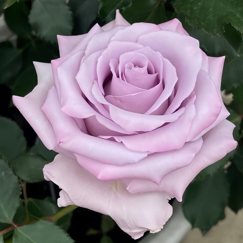 Ocean Song Rose Plant｜海洋之歌 image 1