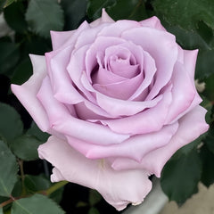 Ocean Song Rose Plant｜海洋之歌 image 1