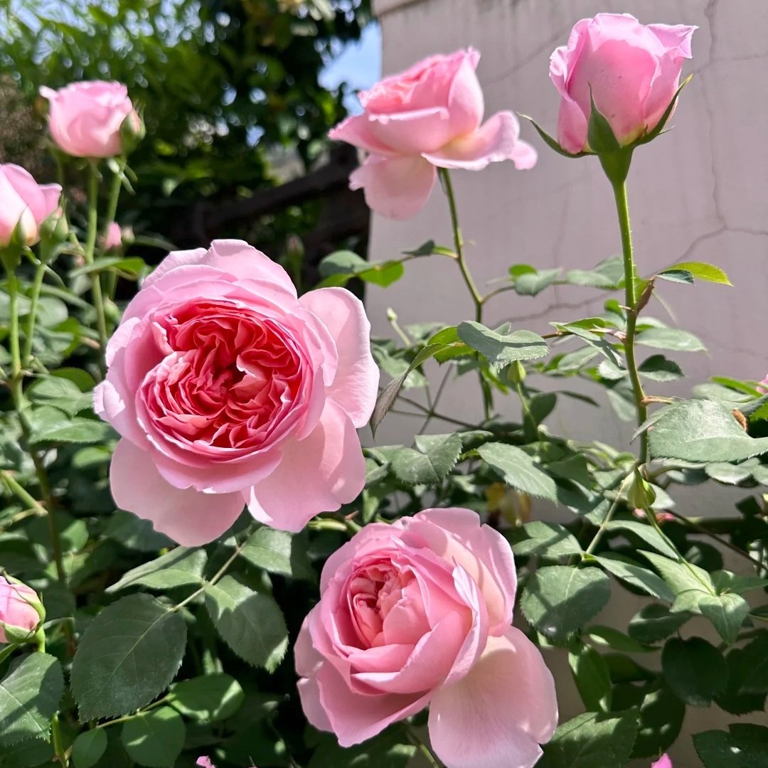 Dames de Chenonceau Rose Plant|舍农索城堡的女人 image 9