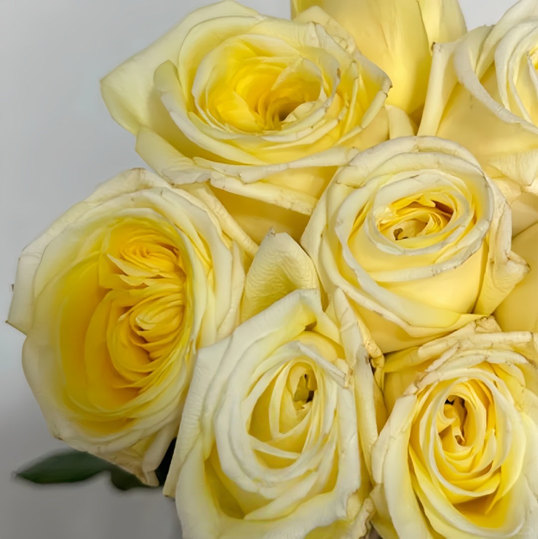 Good Day Sunshine Rose Plant|阳光灿烂的日子 image 5