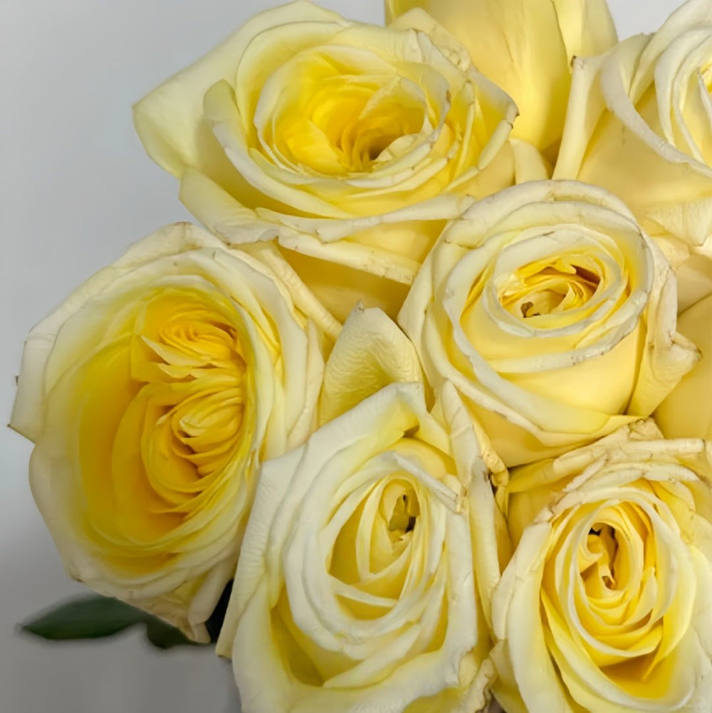 Good Day Sunshine Rose Plant|阳光灿烂的日子 image 5