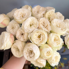 Mansfield White Park Rose Plant|曼斯菲尔德白色庄园 image 1