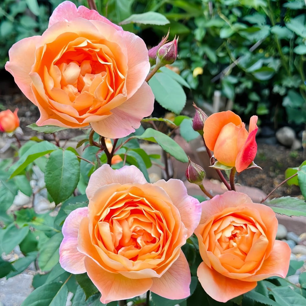 Lady Emma Hamilton Rose Plant｜艾玛·汉密尔顿夫人 image 6