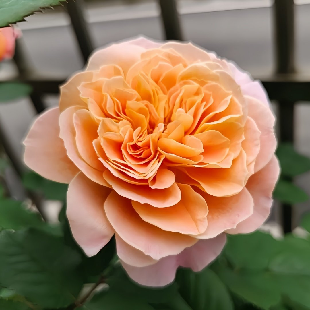 The Impressionist Rose Plant｜印象派 image 0