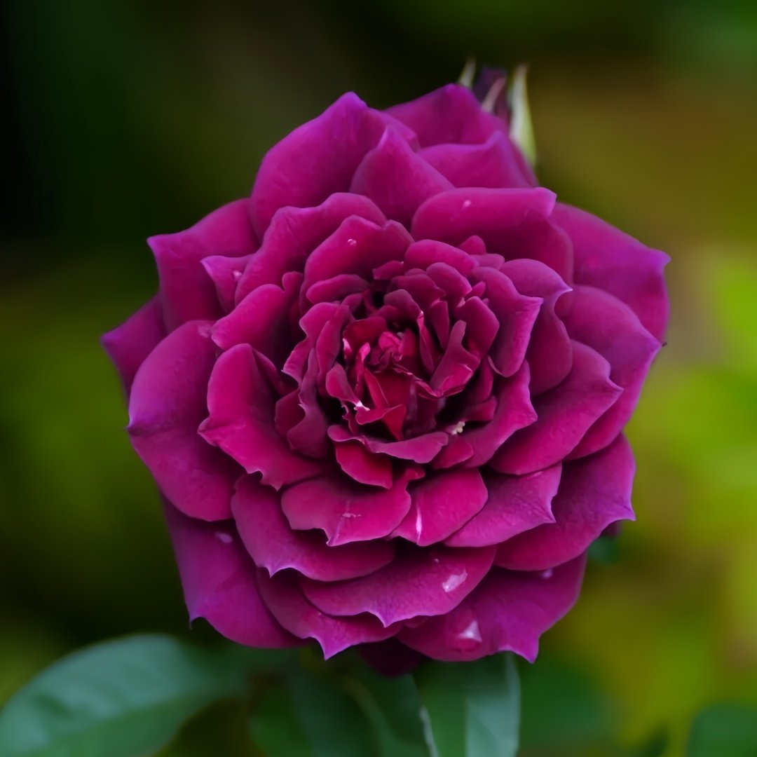 Laylah Rose Plant|黑夜莱拉 image 0