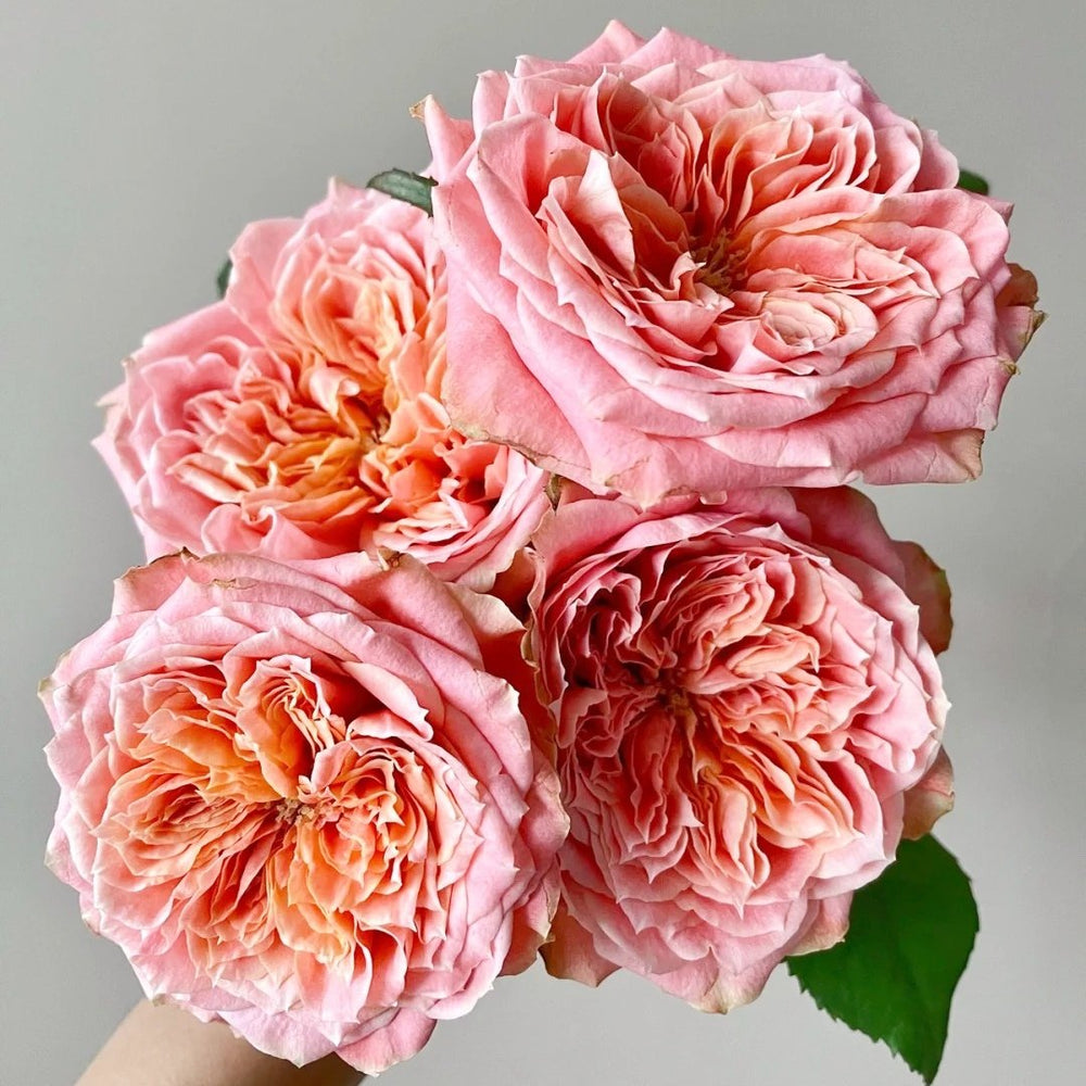 Peach Funky Rose Plant | 方可桃 image 8