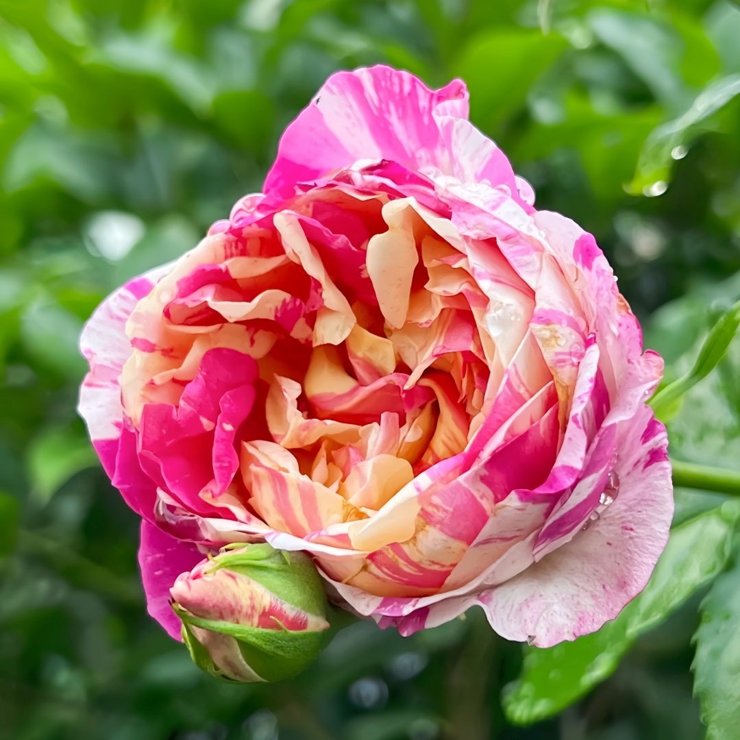 Edouard Manet Rose Plant|马奈 image 2
