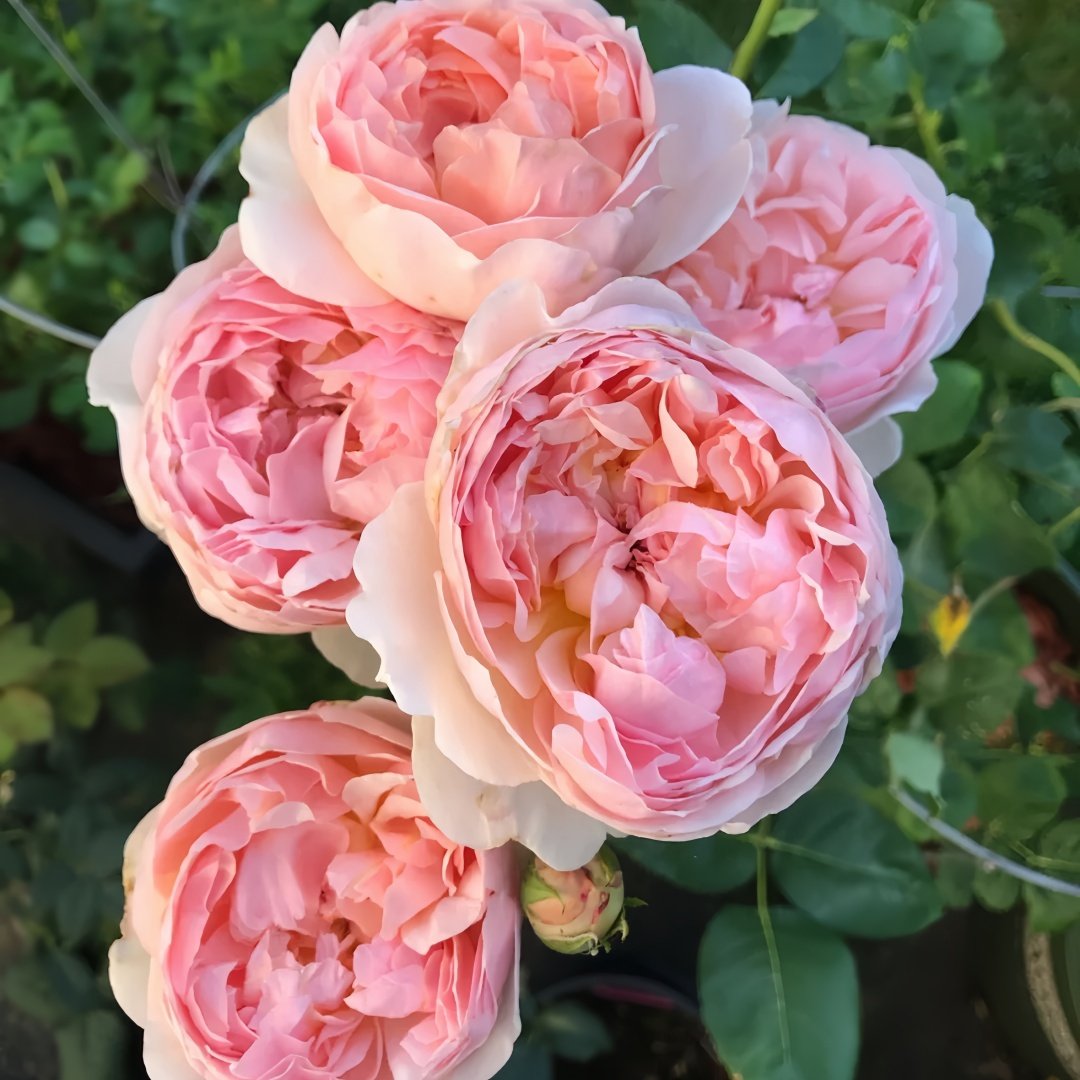 Evelyn Rose Plant｜伊芙琳 image 9