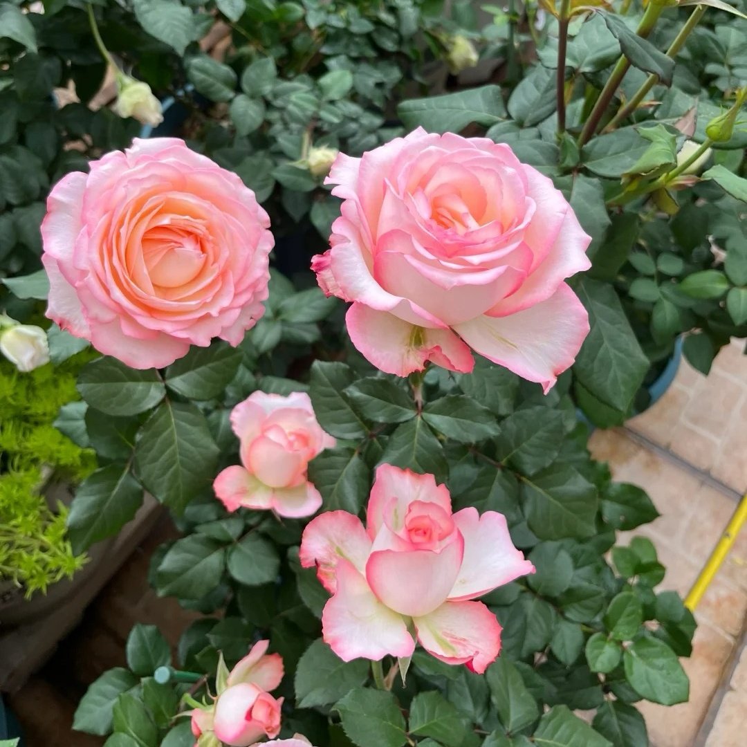 Joyce Rose Plant|乔伊斯 image 7