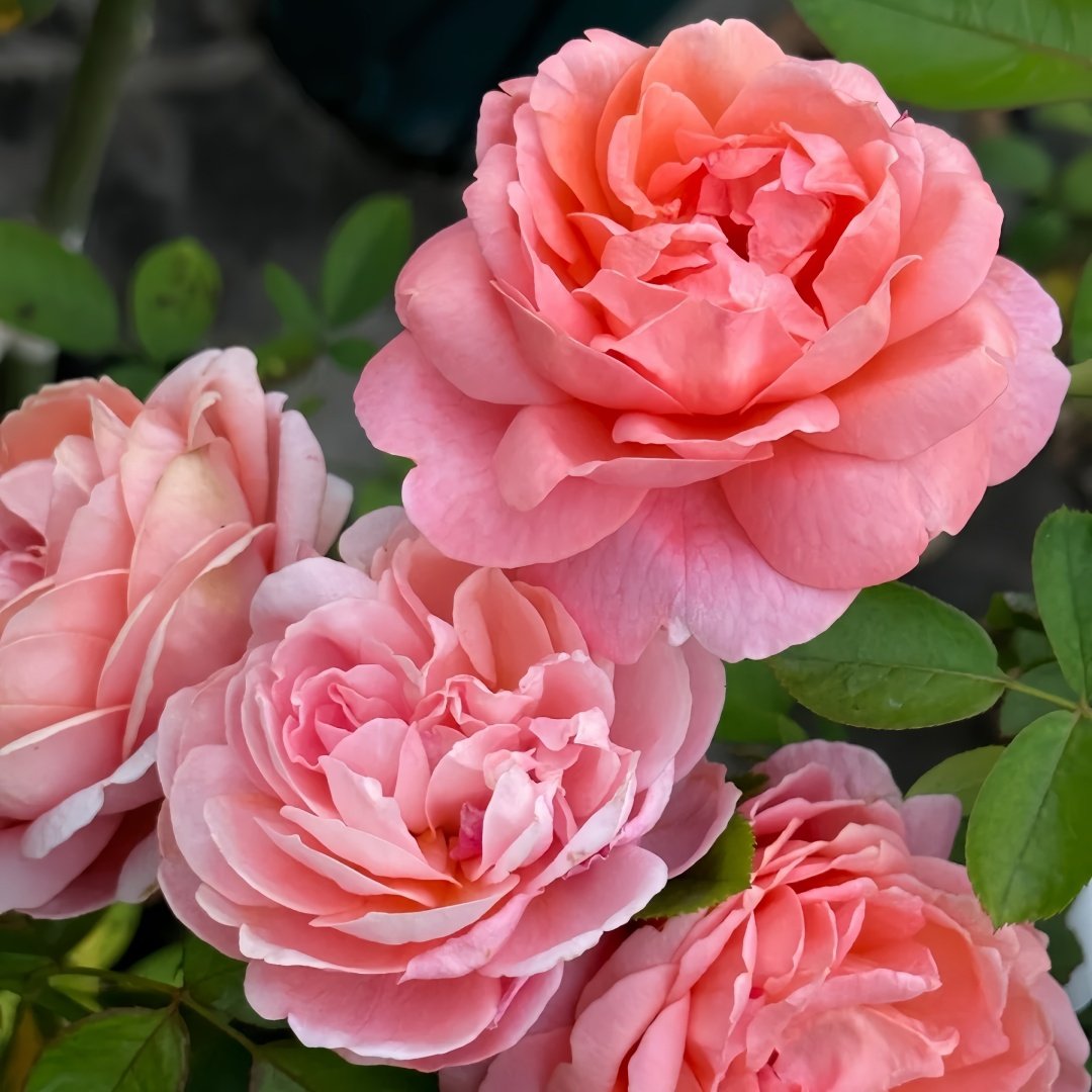 Yuge Rose Plant｜渔歌 image 2