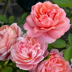 Yuge Rose Plant｜渔歌 image 2