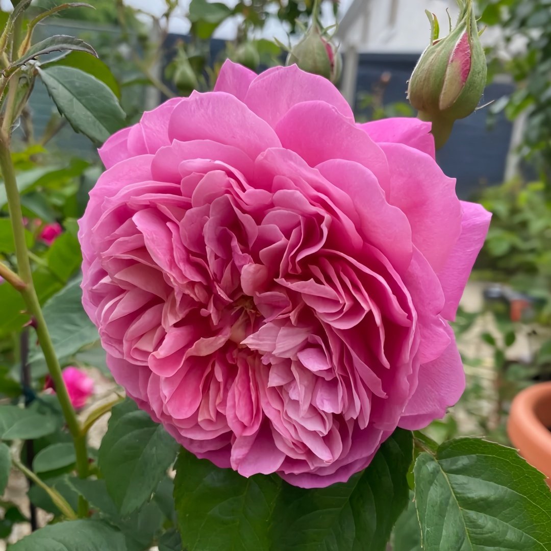 Emma Bridgewater Rose Plant|艾玛·布里奇沃特 image 6