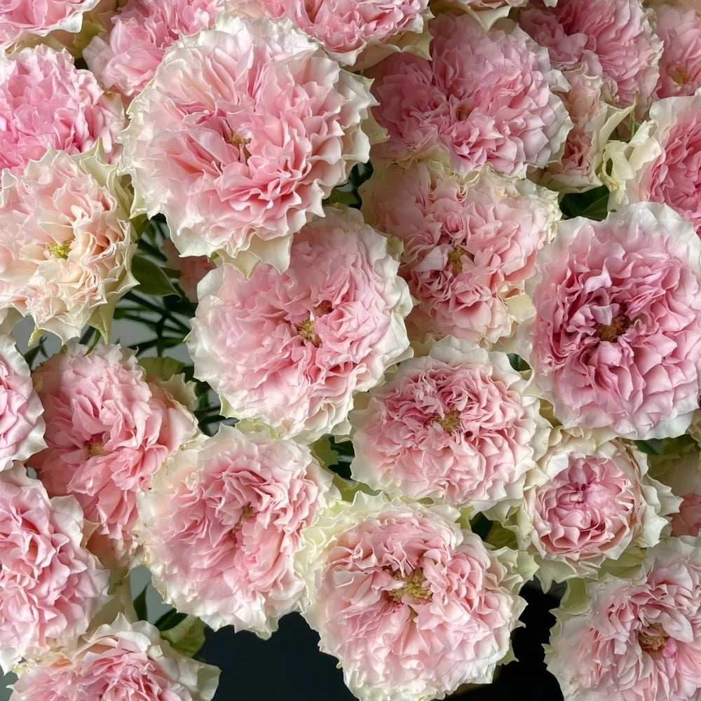 Fancy Rora Rose Plant｜情迷罗拉 image 7