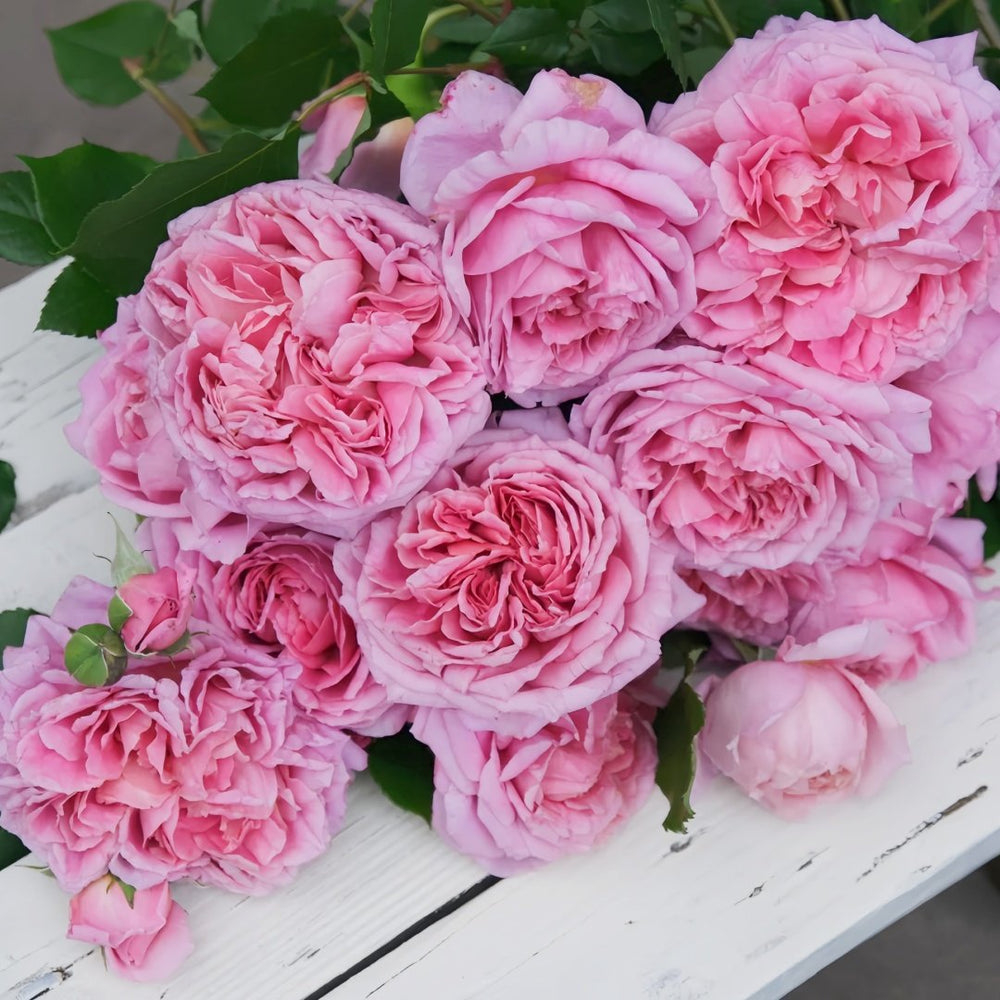 Robe à la française Rose Plant｜法国礼服 image 8