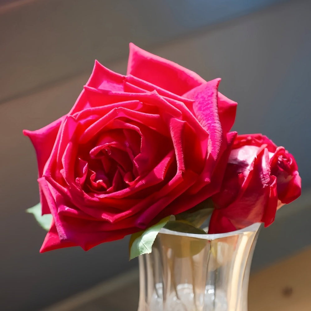 Ena Harkness Rose Plant|伊娜·哈克尼斯 image 1