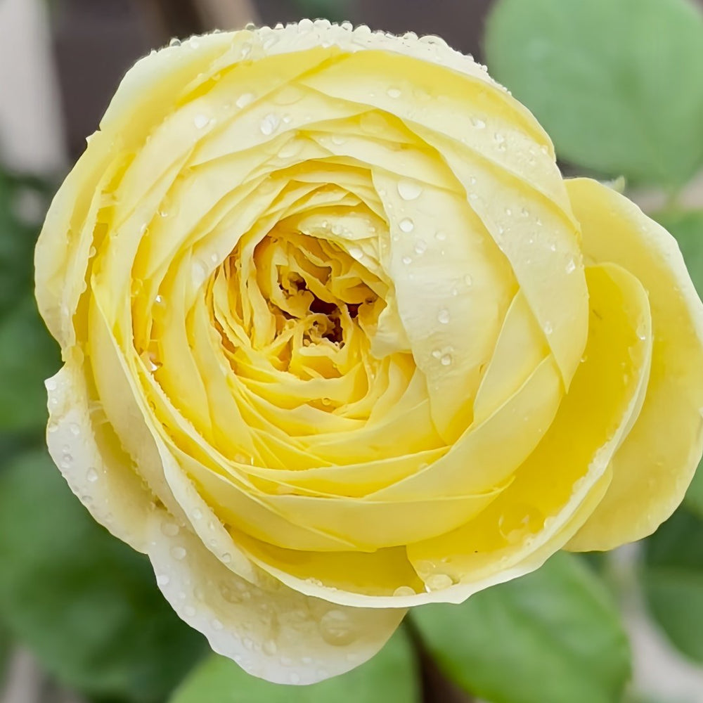 Cassandra Rose Plant｜卡桑德拉 image 1