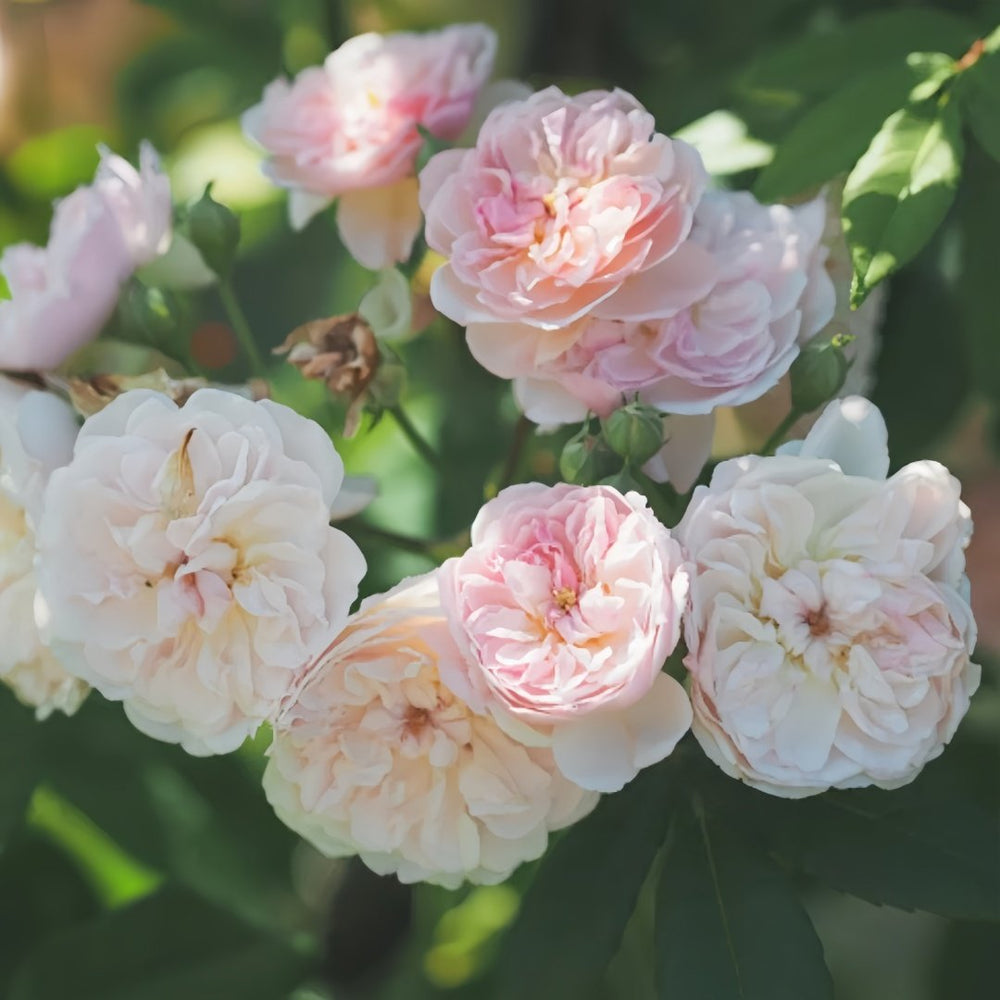Romantic Siluetta Rose Plant|浪漫剪影 image 4