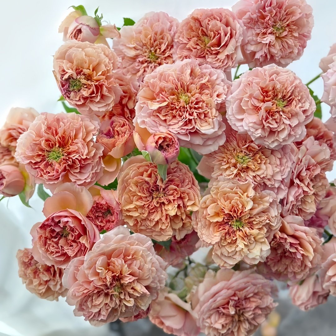 Belle d’Anjou Rose Plant｜安茹美人 image 5