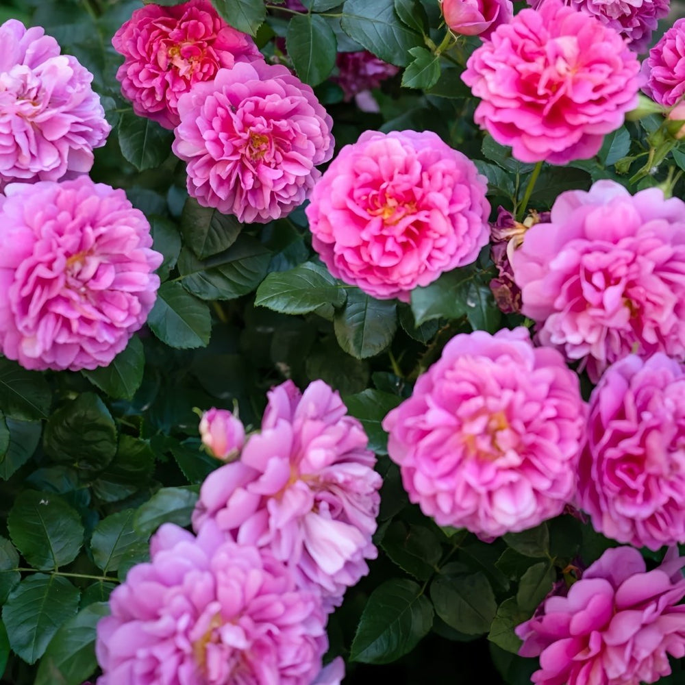Princess Anne Rose Plant|安妮公主 image 4