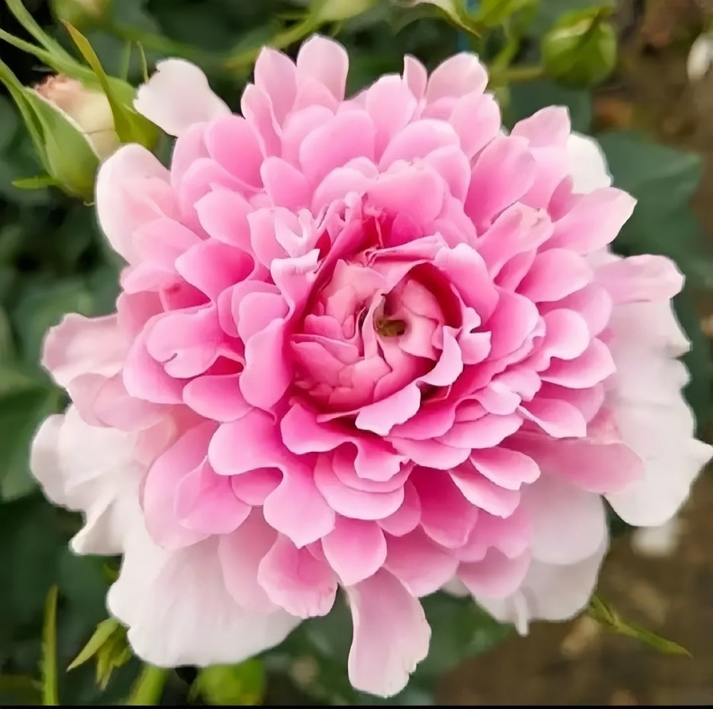 Fancy Rufle Rose Plant｜梦幻折边 image 7