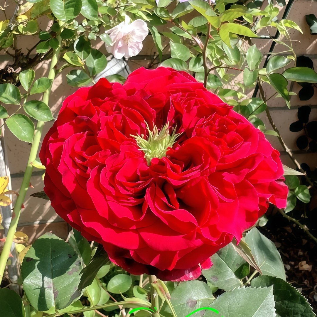 Red Eye Rose Plant｜红眼睛 image 1
