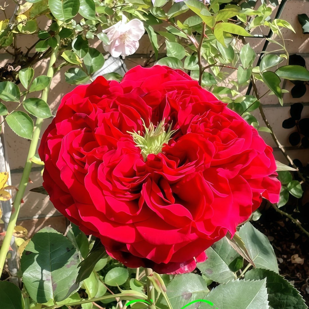 Red Eye Rose Plant｜红眼睛 image 1